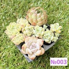 ジ*イ様 ꕤ 在庫SALE 4苗 ꕤ 多肉植物 ꕤ 韓国苗 ꕤ 抜き苗 ꕤ№00