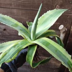 K*s様 アガベ　オバティフォリア　オルカ　地植えから抜いて、けっこう大きくなっ K*s様 アガベ オバティフォリア オルカ 地植えから抜いて、けっこう