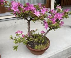 皐月盆栽素材　ピンクお花 皐月 盆栽 ピンクの花 鉢植え - メルカリ