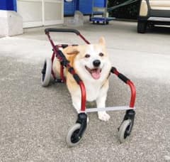 犬用車椅子　介助歩行器　コーギー用のサムネイル