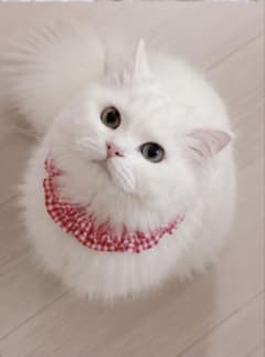 子猫　首輪　シュシュ　鈴付きのサムネイル