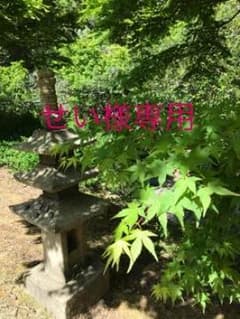 せい様専用のサムネイル