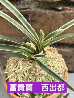 富貴蘭 西出都 2本立ち 札付けます - メルカリ