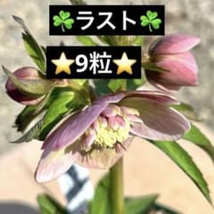 ❤️172❤️☘️ラスト☘️⭐️クリスマスローズ⭐️自然交配種子