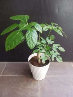 希少☆2 トラベシア トレベシア パルマータ 5号 観葉植物 レア植物