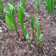 すずらん苗　花つき７本のサムネイル