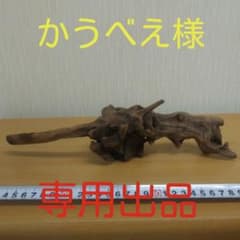 マングローブ系硬質高級流木22　　　　アクアリウム3点同時購入1300円引き‼️のサムネイル