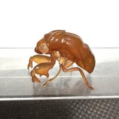 이치반 복권 곤충 LIFE with INSECT 세미 빠진 카드 스탠드①