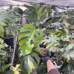 CC2モンステラ ボルギシアナ オーレア 黄斑 健康成長点カット苗 - メルカリ