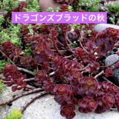 多肉植物 人気セダム 2種セット ➀トリカラー ➁ ドラゴンズブラッド