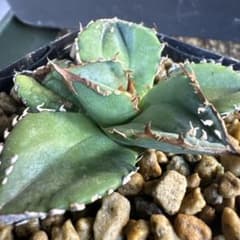 アガベ チタノタ ホワイトホーク White hawk | Buyee 通販購入サポート