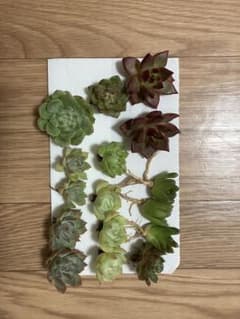 多肉植物 エケベリア・セダム 詰め合わせ 抜き苗のサムネイル