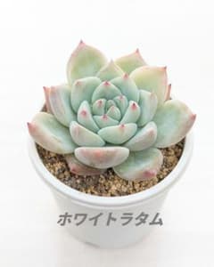 多肉植物 韓国苗 ホワイトラタム 発根済み - メルカリ