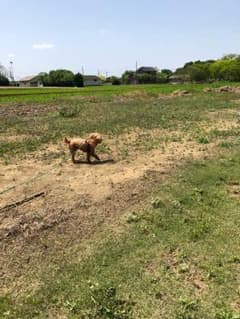 ピーコ様専用のサムネイル