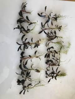 水草 ブセファランドラ クダガンのサムネイル