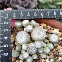 32 Arctic White センペルビウム 抜き苗 ¥550 - メルカリ