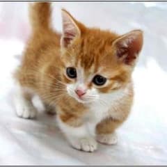 たこ様専用のサムネイル