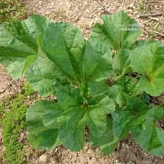 オカノリ 種子 10ml(小さじ2杯分)のサムネイル