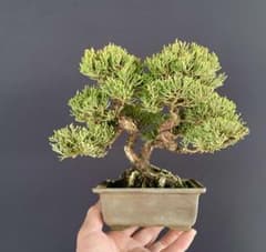 白木盆栽園 双幹 真柏 樹高19センチ 盆栽黒松赤松五葉松真柏雑木趣味