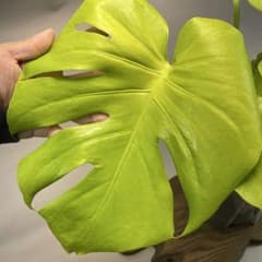 モンステラ　黄金葉　ゴールドリーフ　フルムーンゴールド lsw341 L011モンステラ 黄金葉 ゴールドリーフ フルムーンゴールド - メルカリ