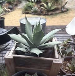 耐寒性アガベ パリートランカータ◇ドライガーデン多肉サボテン吉祥天