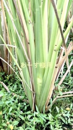 マコモダケ　マコモタケ 500g以上のサムネイル