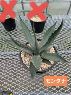 アガベ モンタナ ケースごと メルカリ便 アガベ モンタナ 大きめ 鉢ごと発送！ - メルカリ