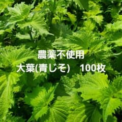 摘みたて 農薬不使用 大葉 青じそ 100枚のサムネイル