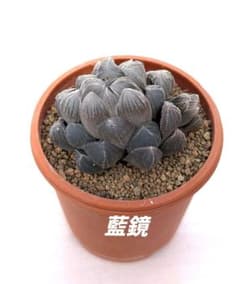 多肉植物　ハオルチア　藍鏡　カット苗 多肉植物 ハオルチア 藍鏡 カット苗 - メルカリ