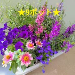 ★アンゲロニア含9ポット★夏の花苗★寄せ植え★苗セット★のサムネイル