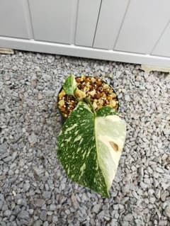 斑入りモンステラA6 クリームブリュレデリシオーサ 鉢ごと発送 - メルカリ