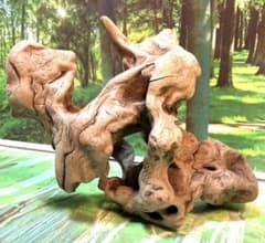 天然水槽用流木 大きな空洞付きの中サイズ自然形状 沈水確認済み