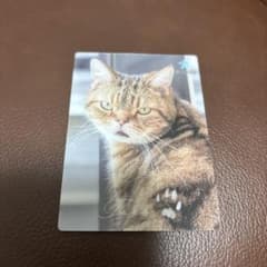 キャットカフェモフ グランベリーパーク店 トレカ コレカ 肉球レア コンプリート キャットカフェモフ グランベリーパーク店 トレカ コレカ トラ 肉球