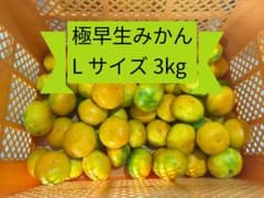 静岡県産 極早生みかん Lサイズ 3kg 減農薬のサムネイル