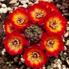 花サボテン カキコ1個♪ 火炎宝山 花サボテン 群開花 レブチア属 カキコ1点 - メルカリ