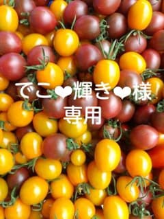 ミニトマト 無農薬 化学肥料不使用 1キロのサムネイル