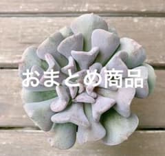 ぷくぷく様 リクエスト 2点 まとめ商品 - 3