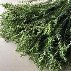 メラレウカ レボリューショングリーン(ティーツリー)蕾付き　フレッシュのサムネイル