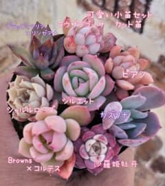 可愛い小苗セット カット苗(未根)　お楽しみオマケ付き♡のサムネイル