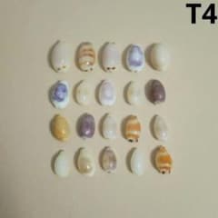 タカラガイ カラフル セット 微小貝 貝がら 貝殻 貝 シェル