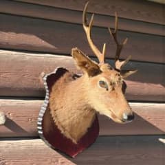 本物】鹿の剥製 インテリア 壁掛 ハンティングトロフィー エゾシカ （2