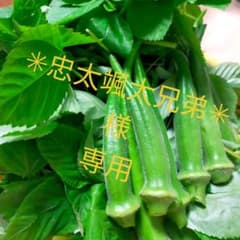 朝採り　モロヘイヤ200gとオクラ10本のサムネイル