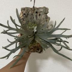 P. Willinckii Jenny 検） ビカクシダ ジェニー omg - メルカリ