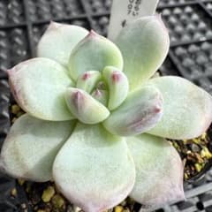 多肉植物 エケベリア ももりん - メルカリ