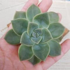 多肉植物 ハリーワトソンのサムネイル