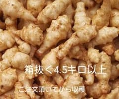 キクイモのサムネイル