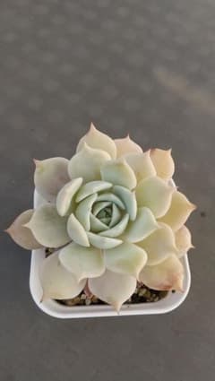 多肉植物　ローラ　カット苗のサムネイル