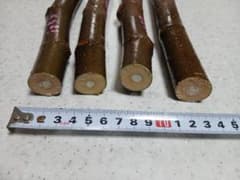 イチヂク穂木　3種、5本セット③のサムネイル