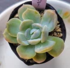 多肉植物　ジョセリンのサムネイル