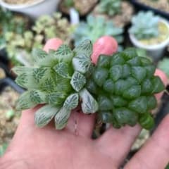 ポ*ン様 ハオルチア　ピリフェラ錦とブラックオブツーサのサムネイル